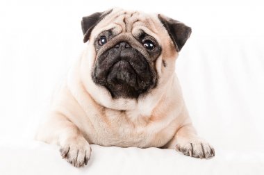 Divan, üzerinde beyaz izole yalan güzel pug