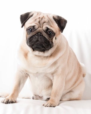 Güzel Pug köpek oturur, beyaz izole