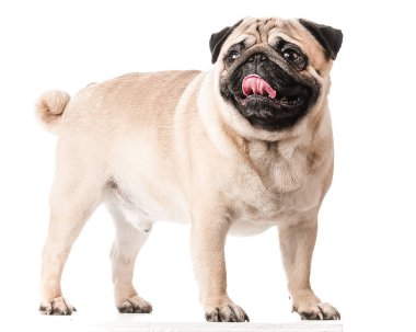 Pug, köpek dört ayak üzerinde duruyor ve çok komik görünüyor. İzole 