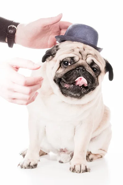 Puseram um chapéu num pug, o cão resiste. A vestir o cão. Pug... — Fotografia de Stock
