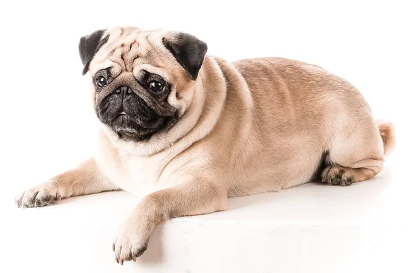 Hermoso pug acostado en el sofá, aislado en blanco — Foto de Stock