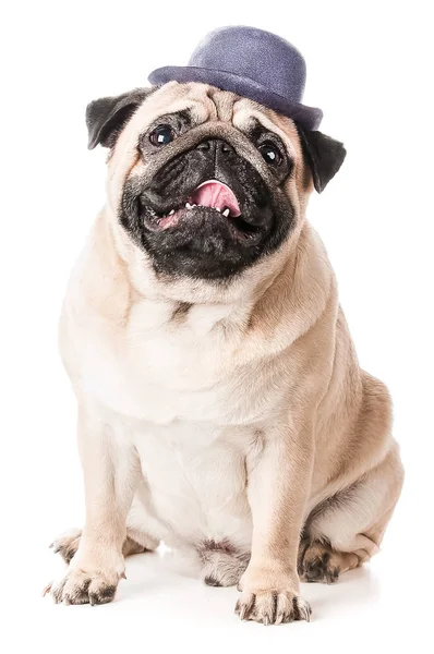Мопс, собака в шляпе сидит с открытым ртом, изолированный на белом — стоковое фото