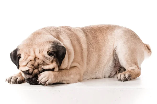 Pug, köpek studio fotoğraf, üzerinde beyaz izole. Köpek tereddüt, clo