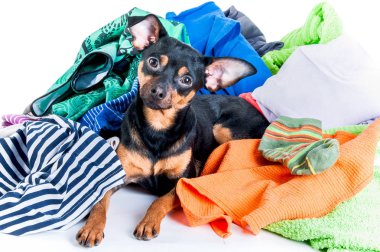 Köpek pisliği. Köpek, köpek yavrusu, oyuncak korkunç kıyafetleri bir karışıklıkların.