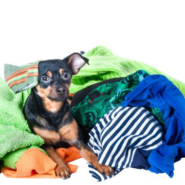 Köpek pisliği. Köpek, köpek yavrusu, oyuncak korkunç giysi berbat ettin. Beyaz bir arka plan üzerinde 