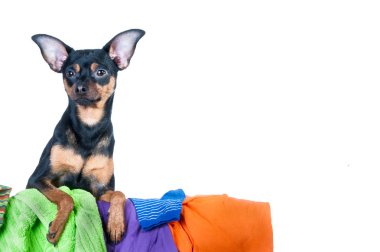 Köpek pisliği. Köpek, köpek yavrusu, oyuncak korkunç giysi berbat ettin. Beyaz bir arka plan üzerinde 