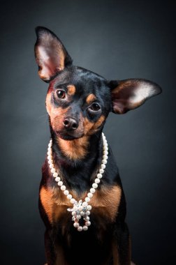 Köpek pisliği. Köpek, köpek yavrusu, oyuncak korkunç giysi berbat ettin. Beyaz bir arka plan üzerinde 