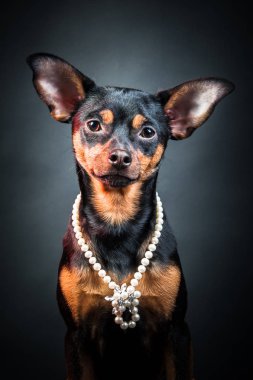 Köpek pisliği. Köpek, köpek yavrusu, oyuncak korkunç giysi berbat ettin. Beyaz bir arka plan üzerinde 