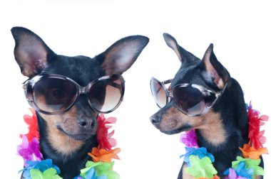 Köpek, köpek yavrusu izole Hawaii tarzı. Turizm, seyahat.