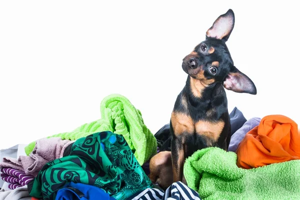 Uma confusão de cão. Cão, cachorro, brinquedo Terrier fez uma bagunça das roupas . — Fotografia de Stock