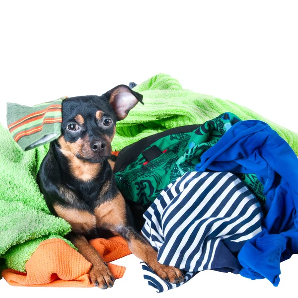 Uma confusão de cão. Cão, cachorro, brinquedo Terrier fez uma bagunça das roupas. Em um fundo branco — Fotografia de Stock