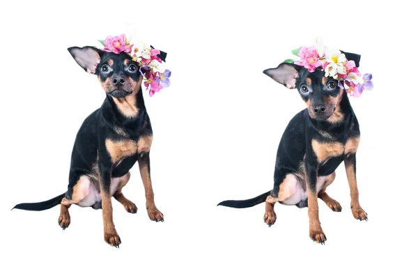 Terrier de brinquedo em uma grinalda de flores — Fotografia de Stock