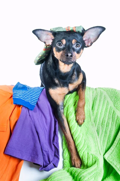 Un desastre para perros. Perro, cachorro, juguete Terrier hizo un lío de la ropa . — Foto de Stock