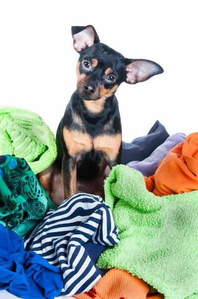 Uma confusão de cão. Cão, cachorro, brinquedo Terrier fez uma bagunça das roupas . — Fotografia de Stock