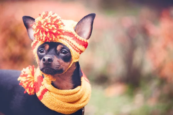 Cão em um lenço e chapéu em um parque de outono. Tema do outono . — Fotografia de Stock