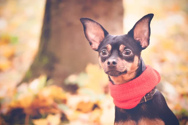 Hund in einem Schal in einem herbstlichen Park. Herbstthema. — Stockfoto