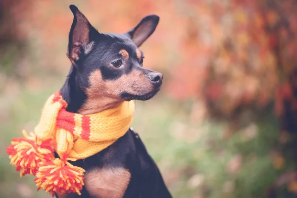 Собака в шарфе в осеннем парке. Тема осени . — стоковое фото