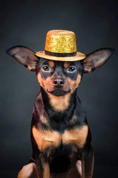 Szczeniak, pies, toy terrier portret na czarnym tle. Portret — Zdjęcie stockowe
