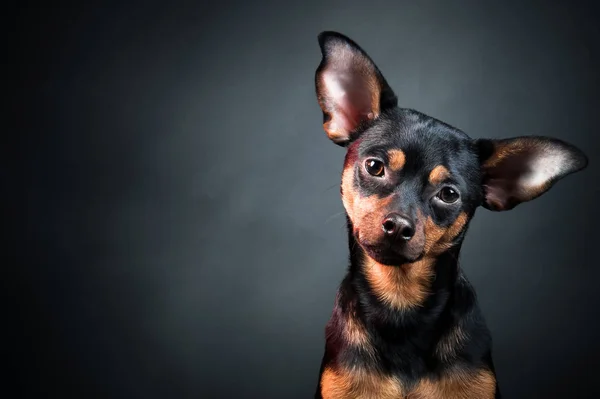 Köpek, köpek, oyuncak korkunç portre — Stok fotoğraf