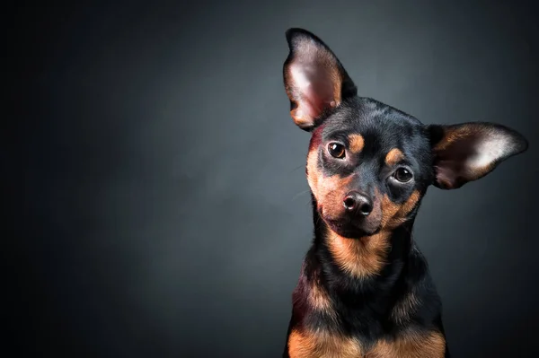 Köpek, köpek, oyuncak korkunç portre