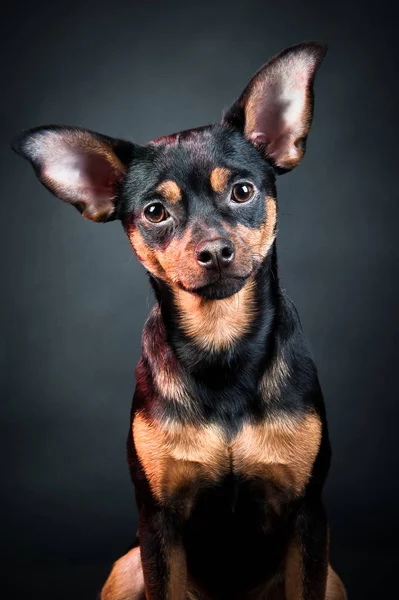 Köpek, köpek, oyuncak korkunç portre