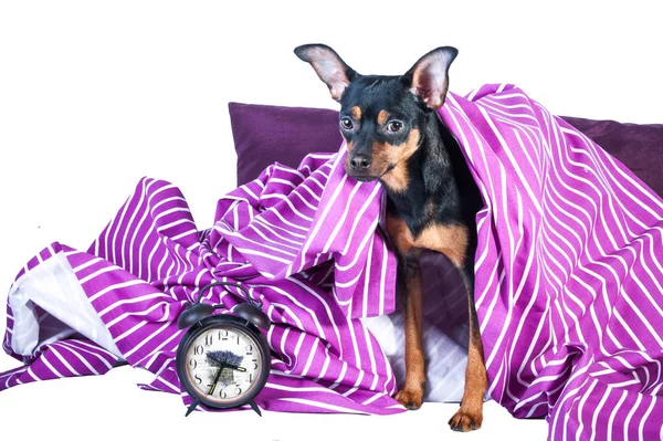 Filhote de cachorro sonolento na cama envolto em cobertor . — Fotografia de Stock