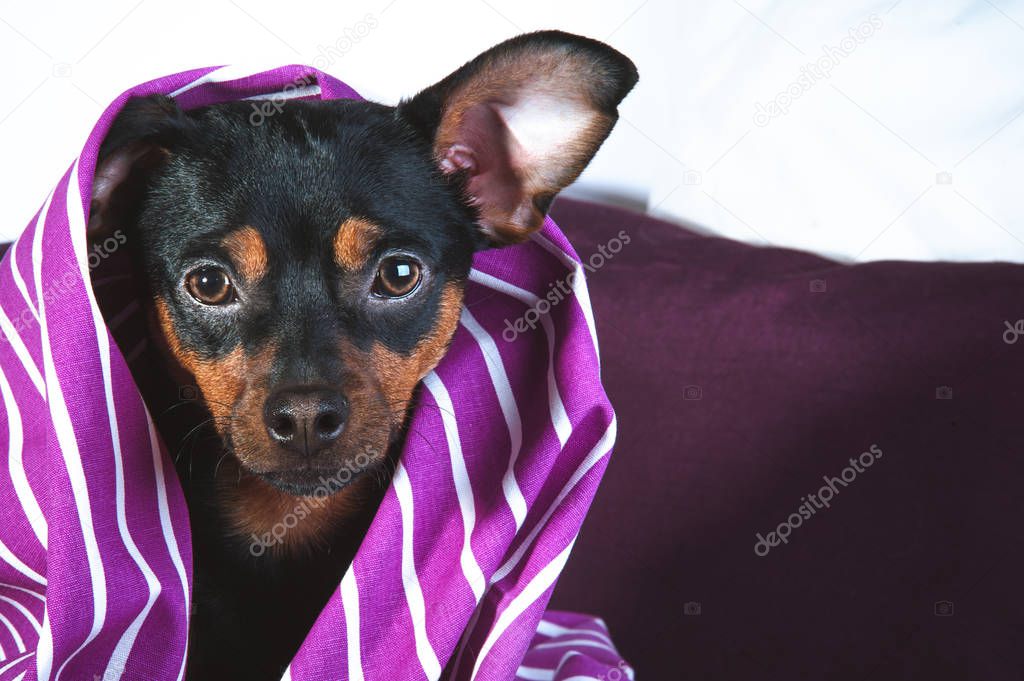Sleepy puppy in bed wrapped in blanket. 