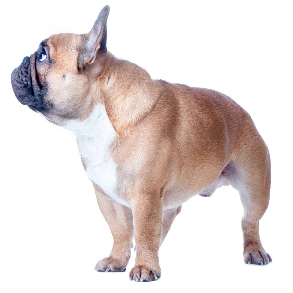 Perro, hermoso Bulldog francés, pelirrojo, aislado perfecto en whit — Foto de Stock