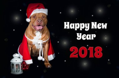 Köpek, bir pit bull Santa 's kılık, bir köpek yıl Noel kartı