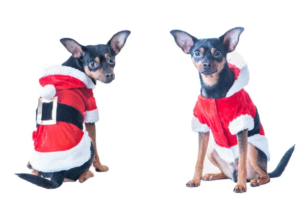Funny puppy, dog in Santa costume, isolated white — Stock Photo, Image