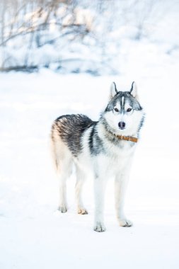 Husky köpek kar üzerinde duruyor