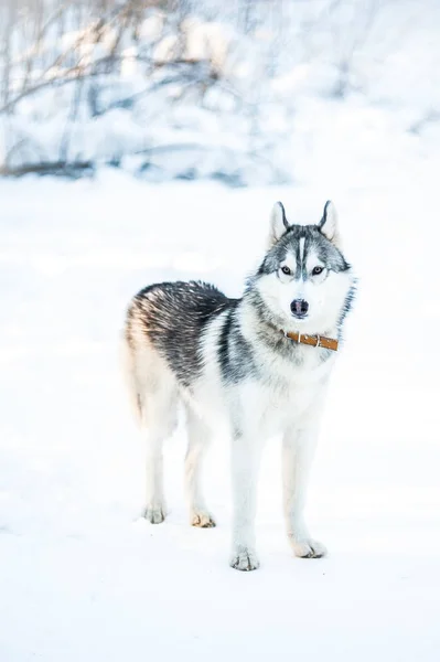 Husky kutya áll a hóban — Stock Fotó