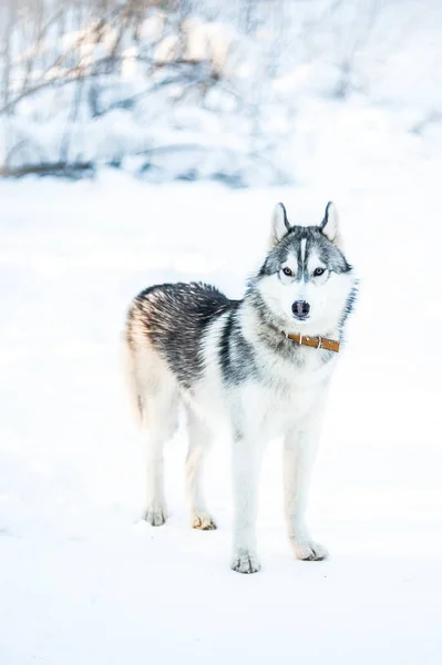 Husky hunden står på snö — Stockfoto