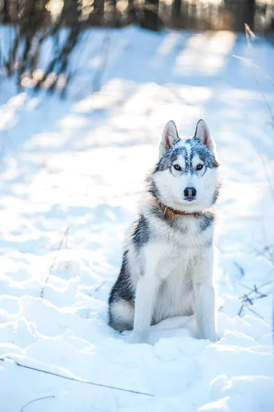 Husky cão está sentado na neve — Fotografia de Stock