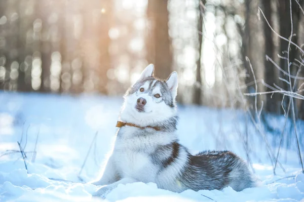 Собака хаски лежит на снегу — стоковое фото