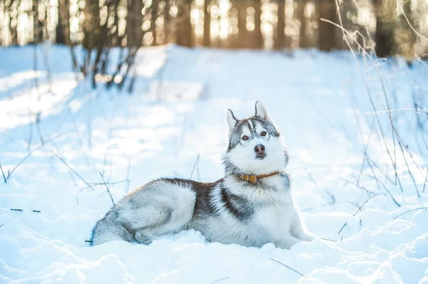 Husky pies leży na śniegu — Zdjęcie stockowe