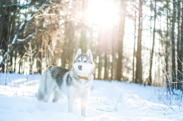 Husky pies stoi na śniegu — Zdjęcie stockowe