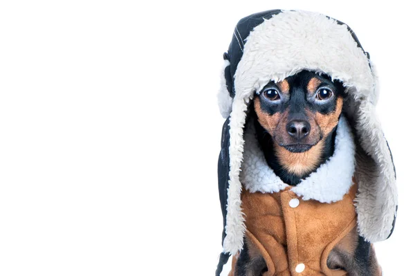 Dog in clothes isolated, space for text. That terrier in a hat w — Stock Photo, Image