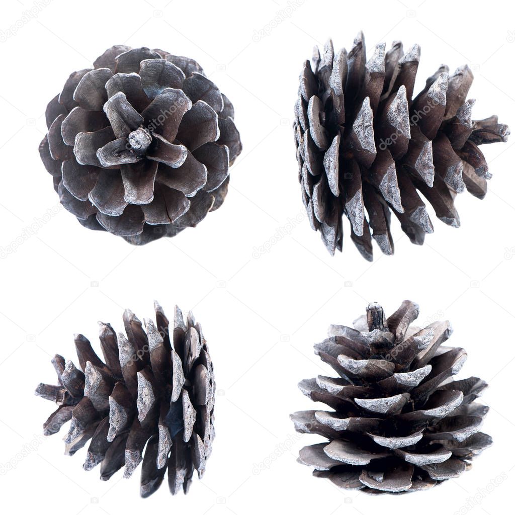 Pine cone isolated. 