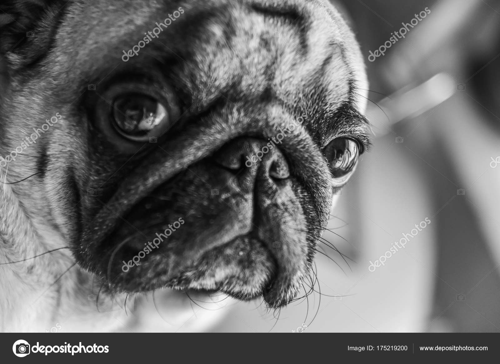 Cute Dog Breed Looks Like Pug