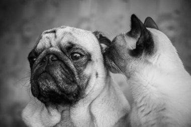 Köpek ve kedi portre siyah ve beyaz, şık fotoğraf dostluk o