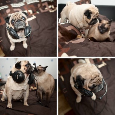 Kolaj, dört fotoğraf. Köpek ve kedi, kedi Pug ve Tay dili. B fotoğraf