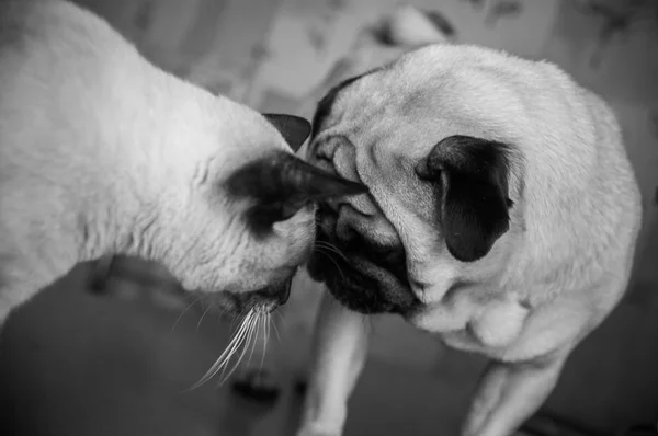 Dog and cat portrait black and white, stylish photo friendship o — Stock Photo, Image
