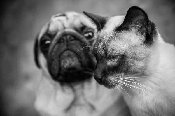 Pes a kočka o přátelství černé a bílé, stylové foto portrét — Stock fotografie