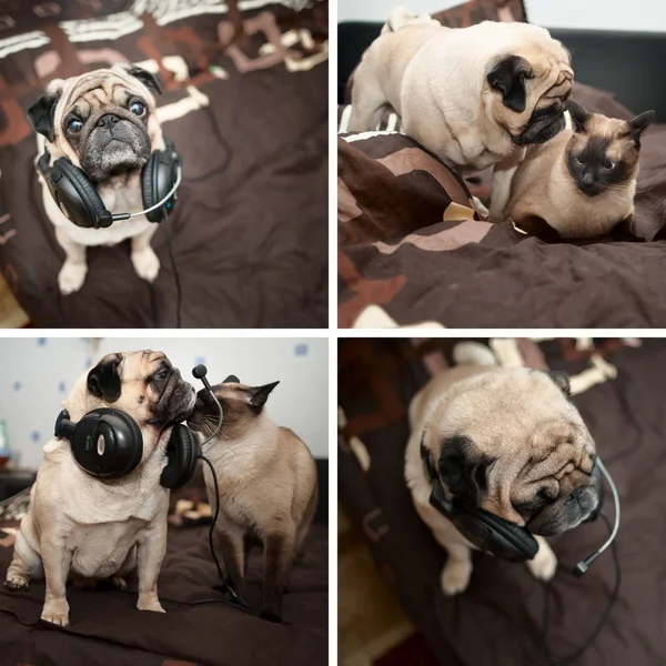 Kolaj, dört fotoğraf. Köpek ve kedi, kedi Pug ve Tay dili. B fotoğraf — Stok fotoğraf