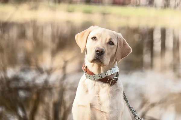 Labrador portre arka plan bahar orman ve bir lak üzerinde köpek — Stok fotoğraf
