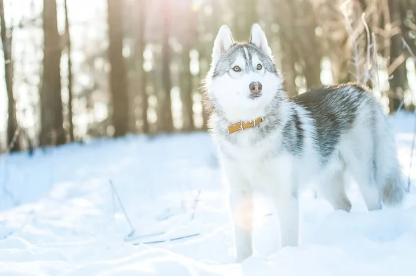 沙哑的狗站在雪地上 — 图库照片