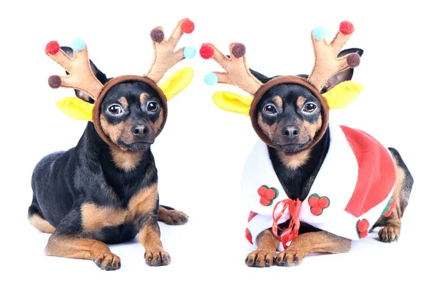 Due cani in vestiti di Capodanno isolati. Cani in costume da cervo, chr — Foto Stock