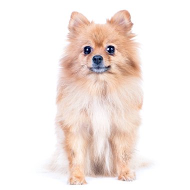 Köpek, kameraya bakarak otururken, beyaz üzerinde izole pomeranian