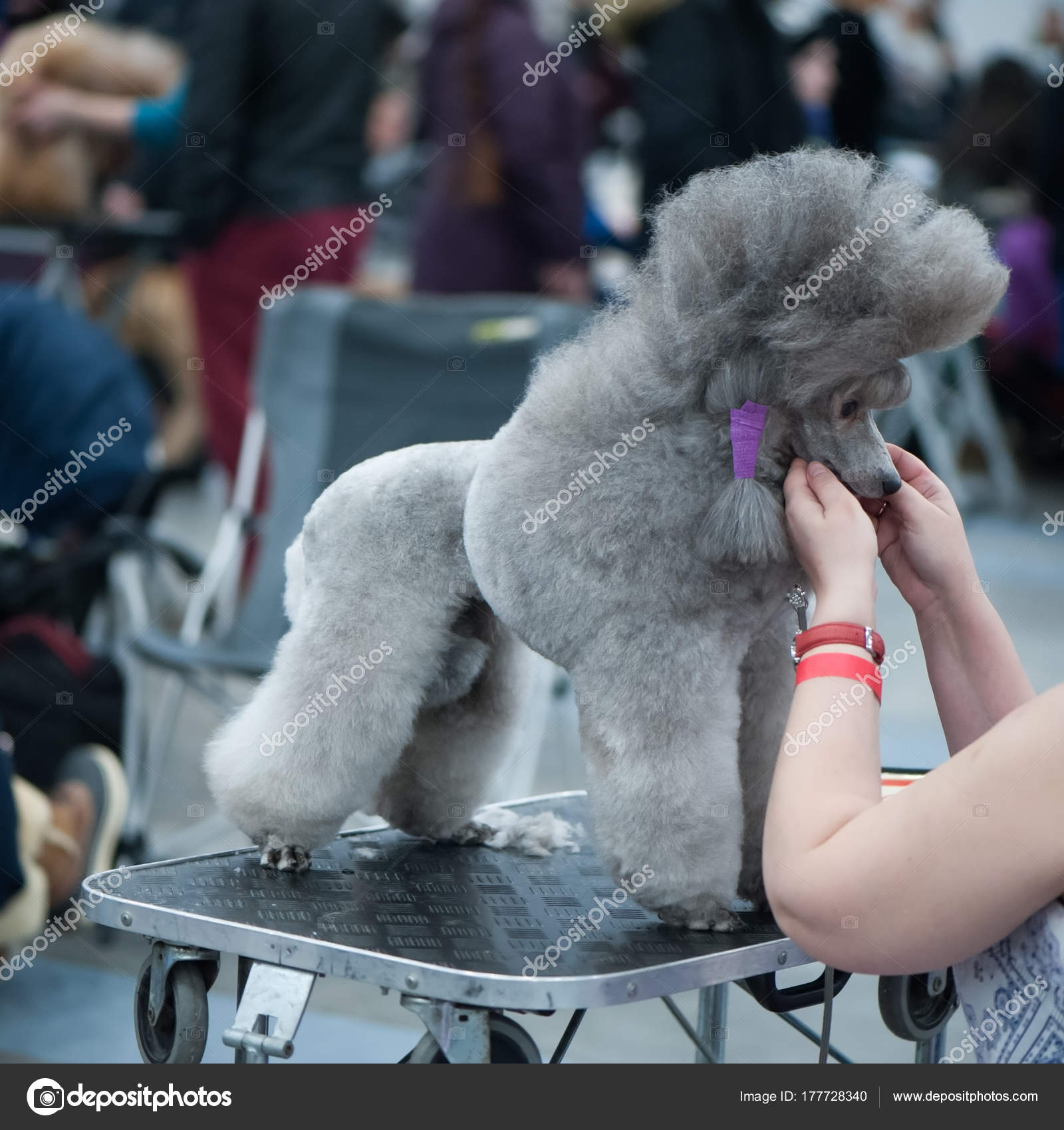 Adorable Poodle Dog Show